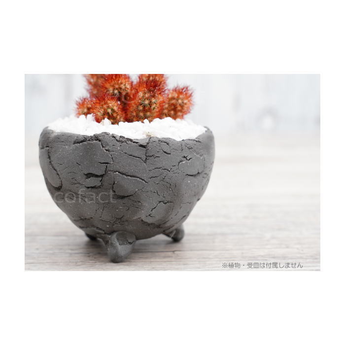 陶器鉢 植木鉢 ミニポット 底穴あり BUNGA POT エッグ(SS)黒 ブラック φ9cm おしゃれ かわいい プランター 宝寿窯 有田焼 陶芸鉢 観葉植物 アガベ サボテン ビザールプランツ 塊根植物 コーデックス 多肉植物