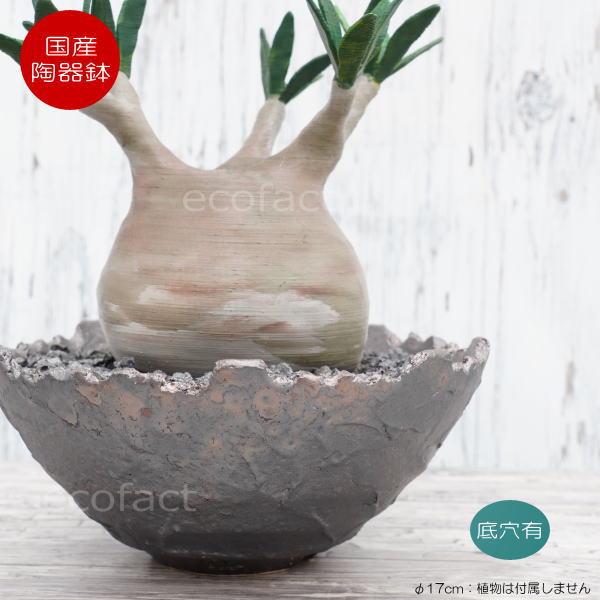 陶器鉢 植木鉢 ミニポット 底穴あり BUNGA POT クラウン 平型 (大)ガンメタリック φ17cm おしゃれ かわいい プランター 宝寿窯 有田焼 陶芸鉢 観葉植物 アガベ サボテン ビザールプランツ 塊根植物 コーデックス 多肉植物