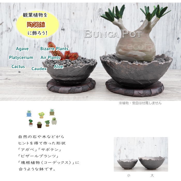 陶器鉢 植木鉢 ミニポット 底穴あり BUNGA POT クラウン 平型 (大)ガンメタリック φ17cm おしゃれ かわいい プランター 宝寿窯 有田焼 陶芸鉢 観葉植物 アガベ サボテン ビザールプランツ 塊根植物 コーデックス 多肉植物