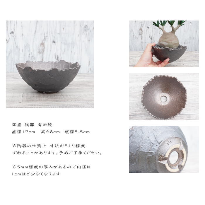 陶器鉢 植木鉢 ミニポット 底穴あり BUNGA POT クラウン 平型 (大)ガンメタリック φ17cm おしゃれ かわいい プランター 宝寿窯 有田焼 陶芸鉢 観葉植物 アガベ サボテン ビザールプランツ 塊根植物 コーデックス 多肉植物