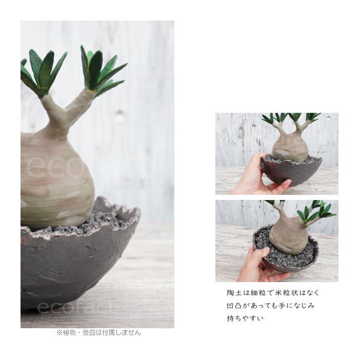 陶器鉢 植木鉢 ミニポット 底穴あり BUNGA POT クラウン 平型 (大)ガンメタリック φ17cm おしゃれ かわいい プランター 宝寿窯 有田焼 陶芸鉢 観葉植物 アガベ サボテン ビザールプランツ 塊根植物 コーデックス 多肉植物