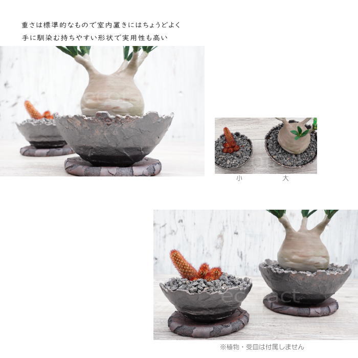 陶器鉢 植木鉢 ミニポット 底穴あり BUNGA POT クラウン 平型 (大)ガンメタリック φ17cm おしゃれ かわいい プランター 宝寿窯 有田焼 陶芸鉢 観葉植物 アガベ サボテン ビザールプランツ 塊根植物 コーデックス 多肉植物