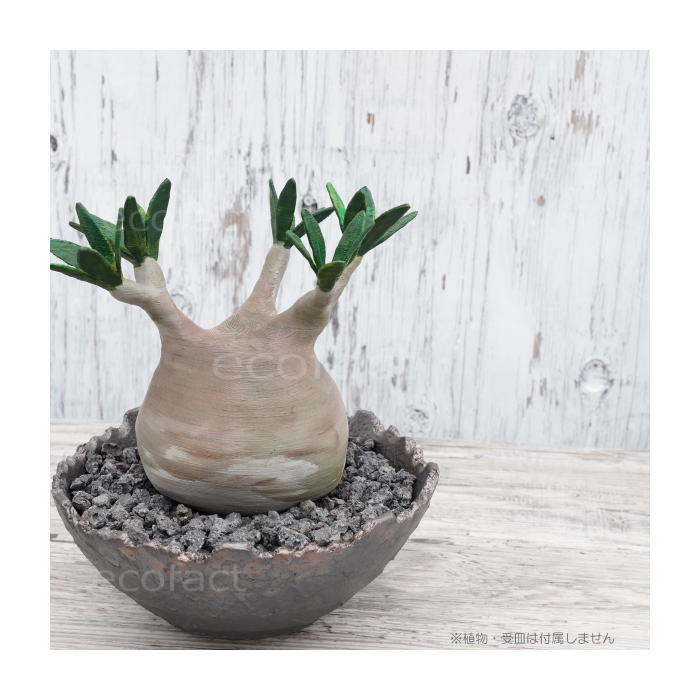 陶器鉢 植木鉢 ミニポット 底穴あり BUNGA POT クラウン 平型 (大)ガンメタリック φ17cm おしゃれ かわいい プランター 宝寿窯 有田焼 陶芸鉢 観葉植物 アガベ サボテン ビザールプランツ 塊根植物 コーデックス 多肉植物
