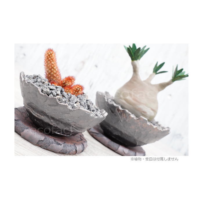 陶器鉢 植木鉢 ミニポット 底穴あり BUNGA POT クラウン 平型 (小)ガンメタリック φ13.5cm おしゃれ かわいい プランター 宝寿窯 有田焼 陶芸鉢 観葉植物 アガベ サボテン ビザールプランツ 塊根植物 コーデックス 多肉植物