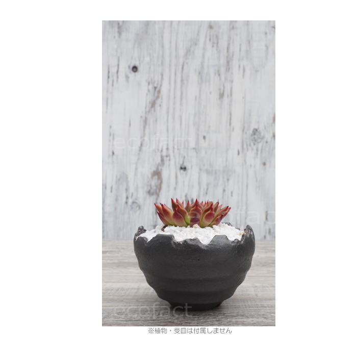 陶器鉢 植木鉢 ミニポット 底穴あり BUNGA POT クラウン 丸型 (小)ガンメタリック φ11.5cm おしゃれ かわいい プランター 宝寿窯 有田焼 陶芸鉢 観葉植物 アガベ サボテン ビザールプランツ 塊根植物 コーデックス 多肉植物
