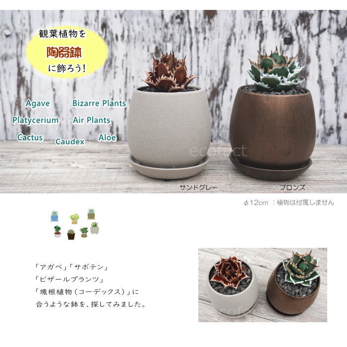 陶器鉢 植木鉢 ミニポット 皿付 ソルエッグ ブロンズ φ12cm おしゃれ かわいい プランター 園芸鉢 観葉植物 アガベ サボテン ビザールプランツ 塊根植物 コーデックス 多肉植物
