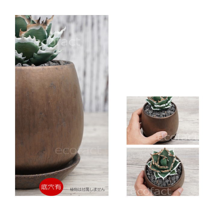 陶器鉢 植木鉢 ミニポット 皿付 ソルエッグ ブロンズ φ12cm おしゃれ かわいい プランター 園芸鉢 観葉植物 アガベ サボテン ビザールプランツ 塊根植物 コーデックス 多肉植物