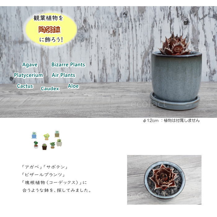 陶器鉢 植木鉢 ミニポット 皿付 ソルポット ブルー φ12cm おしゃれ かわいい プランター 園芸鉢 観葉植物 アガベ サボテン ビザールプランツ 塊根植物 コーデックス 多肉植物
