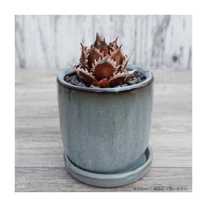陶器鉢 植木鉢 ミニポット 皿付 ソルポット ブルー φ12cm おしゃれ かわいい プランター 園芸鉢 観葉植物 アガベ サボテン ビザールプランツ 塊根植物 コーデックス 多肉植物