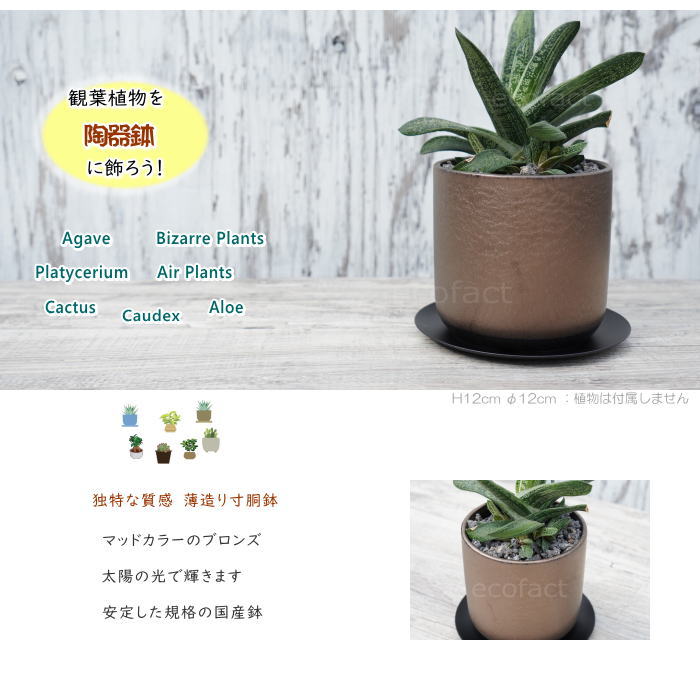 陶器鉢 植木鉢 ミニポット 皿付 みやび M 筒型 ブロンズ φ12cm 国産鉢 おしゃれ かわいい プランター 園芸鉢 観葉植物 アガベ サボテン ビザールプランツ 塊根植物 コーデックス 多肉植物