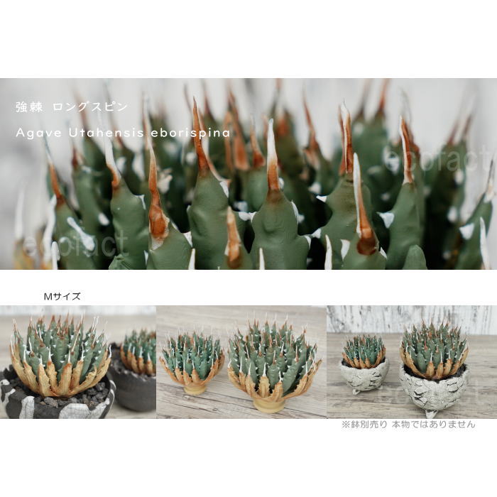 フェイクグリーン 3D フィギュア アガベ ユタエンシス エボリスピナ Sサイズ オーナメント 造花 人工観葉植物 強棘 良形 美株 樹脂 造形 塊根植物 コーデックス 多肉植物 おしゃれ ガーデニング 雑貨 LOBINDON 鉢別売り