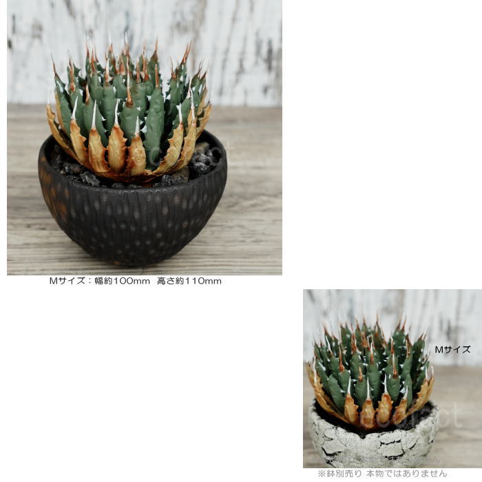 フェイクグリーン 3D フィギュア アガベ ユタエンシス エボリスピナ Mサイズ φ100mm オーナメント 造花 人工観葉植物 強棘 良形 美株 樹脂 造形 塊根植物 コーデックス 多肉植物 おしゃれ ガーデニング 雑貨 LOBINDON 鉢別売り