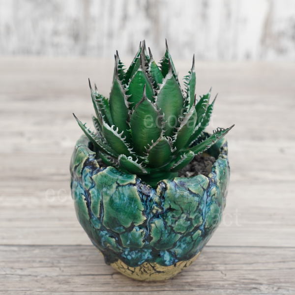 フェイクグリーン 3D フィギュア アガベ ホリダ カリフォルニア Sサイズ オーナメント 造花 人工観葉植物 強棘 良形 美株 樹脂 造形 塊根植物 コーデックス 多肉植物 おしゃれ ガーデニング 雑貨 LOBINDON 鉢別売り