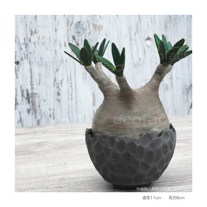 陶器鉢 植木鉢 ミニポット 底穴あり BUNGA POT カービング ブラック(小)艶消し 黒 φ11cm おしゃれ かわいい プランター 宝寿窯 有田焼 陶芸鉢 観葉植物 アガベ サボテン ビザールプランツ 塊根植物 コーデックス 多肉植物
