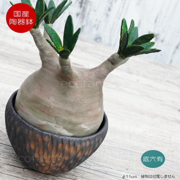 陶器鉢 植木鉢 ミニポット 底穴あり BUNGA POT カービング 金彩(小) φ11cm おしゃれ かわいい プランター 宝寿窯 有田焼 陶芸鉢 観葉植物 アガベ サボテン ビザールプランツ 塊根植物 コーデックス 多肉植物