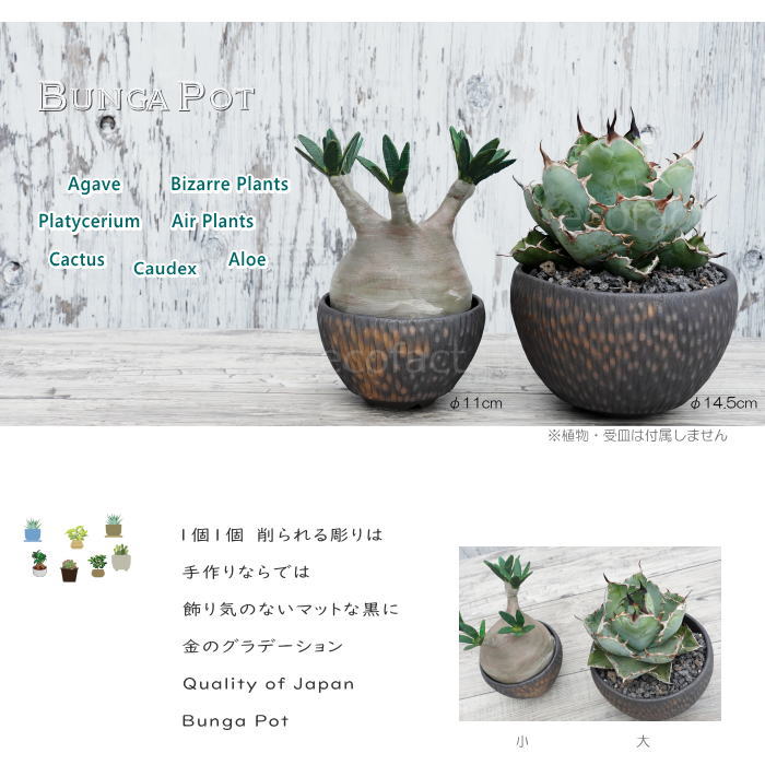 陶器鉢 植木鉢 ミニポット 底穴あり BUNGA POT カービング 金彩(大) φ14.5cm おしゃれ かわいい プランター 宝寿窯 有田焼 陶芸鉢 観葉植物 アガベ サボテン ビザールプランツ 塊根植物 コーデックス 多肉植物