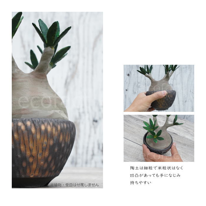 陶器鉢 植木鉢 ミニポット 底穴あり BUNGA POT カービング 金彩(小) φ11cm おしゃれ かわいい プランター 宝寿窯 有田焼 陶芸鉢 観葉植物 アガベ サボテン ビザールプランツ 塊根植物 コーデックス 多肉植物