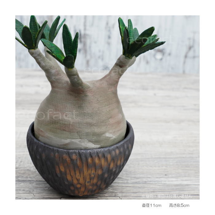 陶器鉢 植木鉢 ミニポット 底穴あり BUNGA POT カービング 金彩(小) φ11cm おしゃれ かわいい プランター 宝寿窯 有田焼 陶芸鉢 観葉植物 アガベ サボテン ビザールプランツ 塊根植物 コーデックス 多肉植物