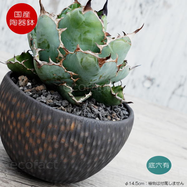 陶器鉢 植木鉢 ミニポット 底穴あり BUNGA POT カービング 金彩(大) φ14.5cm おしゃれ かわいい プランター 宝寿窯 有田焼 陶芸鉢 観葉植物 アガベ サボテン ビザールプランツ 塊根植物 コーデックス 多肉植物