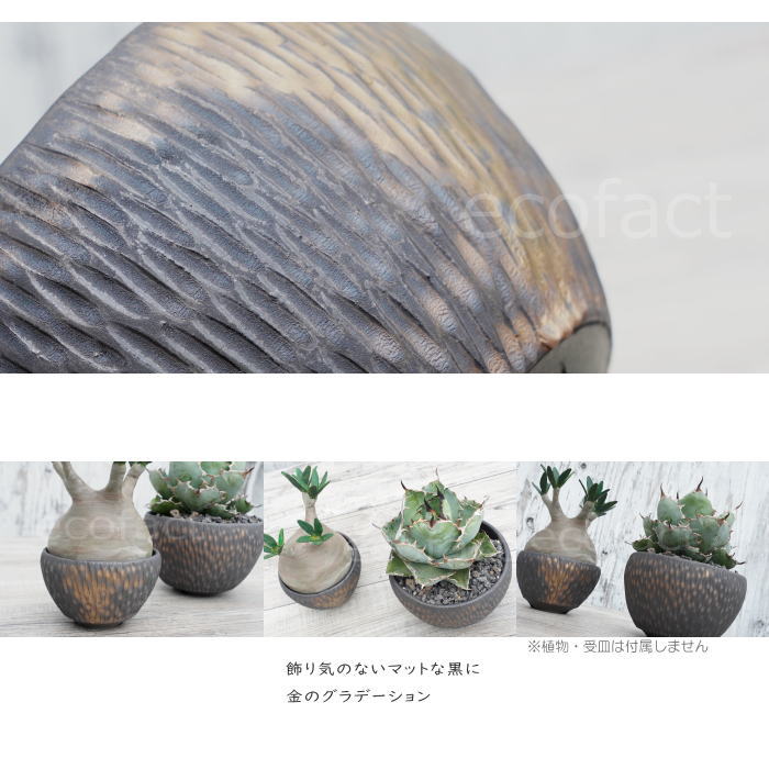 陶器鉢 植木鉢 ミニポット 底穴あり BUNGA POT カービング 金彩(大) φ14.5cm おしゃれ かわいい プランター 宝寿窯 有田焼 陶芸鉢 観葉植物 アガベ サボテン ビザールプランツ 塊根植物 コーデックス 多肉植物