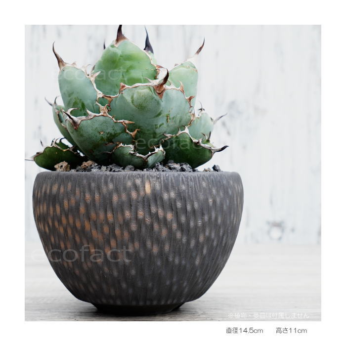 陶器鉢 植木鉢 ミニポット 底穴あり BUNGA POT カービング 金彩(大) φ14.5cm おしゃれ かわいい プランター 宝寿窯 有田焼 陶芸鉢 観葉植物 アガベ サボテン ビザールプランツ 塊根植物 コーデックス 多肉植物