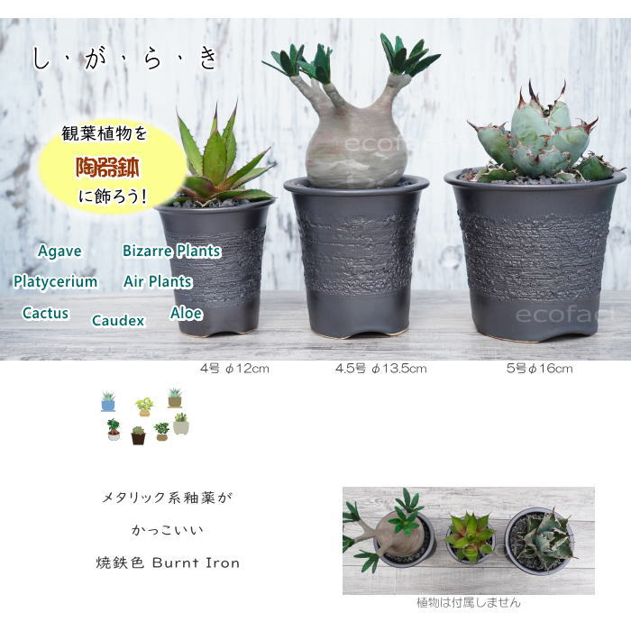 陶器鉢 植木鉢 縦長鉢 メタル(焼鉄色 )φ16cm おしゃれ プランター 園芸鉢 かみ山陶器 信楽焼 観葉植物 アガベ サボテン ビザールプランツ 塊根植物 コーデックス 多肉植物 ポット