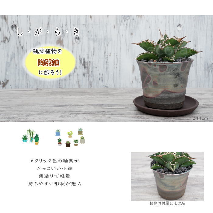 陶器鉢 植木鉢 小鉢 底穴あり 鉄釉そり深(ガンメタ)φ11cm 受皿付き おしゃれ プランター 園芸鉢 信楽焼(しがらきやき)かみ山陶器 コーデックス 塊根植物