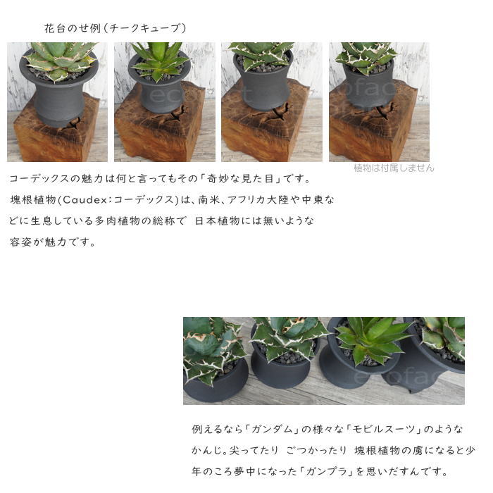 陶器鉢 植木鉢 高脚 5号フチなしショート 底穴あり ブラック おしゃれ プランター 園芸鉢 信楽焼 かみ山陶器 観葉植物 アガベ サボテン ビザールプランツ 塊根植物 コーデックス 多肉植物 ポット