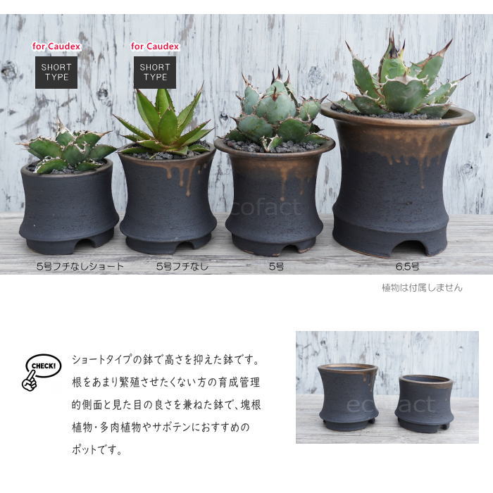 陶器鉢 植木鉢 金彩高脚 5号フチなしショート 底穴あり ブラック /ゴールド おしゃれ プランター 園芸鉢 信楽焼 かみ山陶器 観葉植物 アガベ サボテン ビザールプランツ 塊根植物 コーデックス 多肉植物 ポット