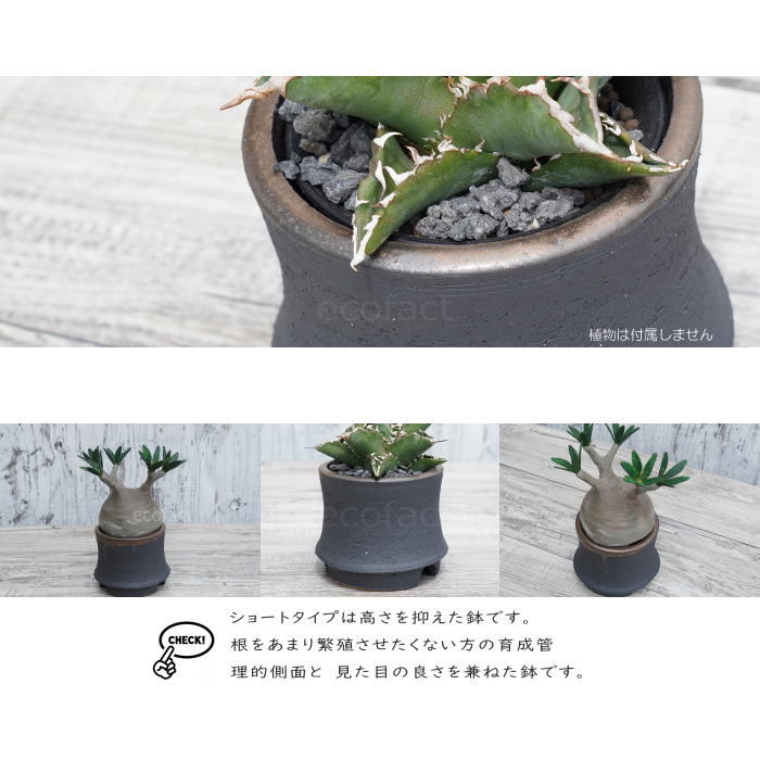 陶器鉢 植木鉢 金彩高脚 5号フチなしショート 底穴あり ブラック /ゴールド おしゃれ プランター 園芸鉢 信楽焼 かみ山陶器 観葉植物 アガベ サボテン ビザールプランツ 塊根植物 コーデックス 多肉植物 ポット