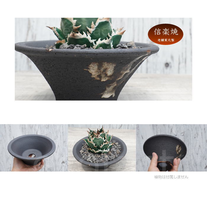 陶器鉢 植木鉢 底穴あり 艶消黒そりS ブラック おしゃれ プランター 園芸鉢 信楽焼 かみ山陶器 観葉植物 アガベ サボテン ビザールプランツ 塊根植物 コーデックス 多肉植物 ポット