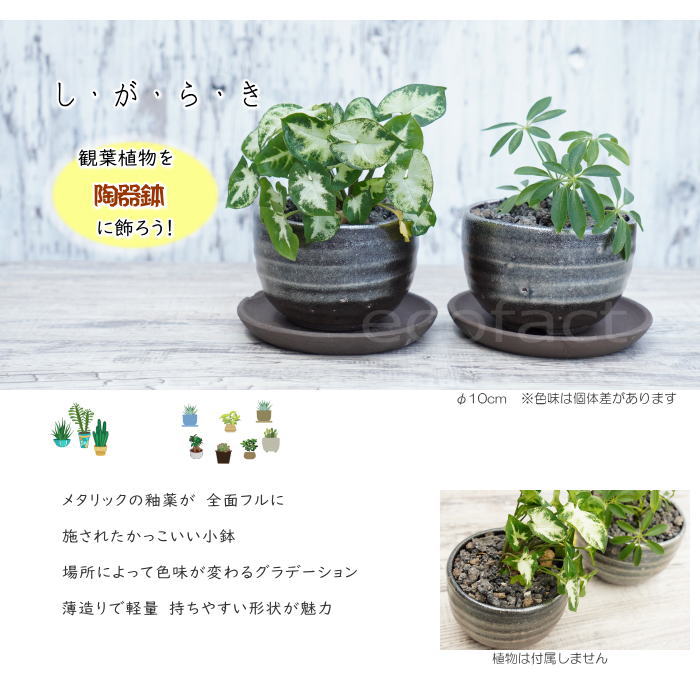 陶器鉢 植木鉢 小鉢 底穴あり 丸型(フルメタリック)φ10cm 3.5号 受皿付き おしゃれ プランター 多肉植物 園芸鉢 信楽焼 かみ山陶器 エケベリア サンスベリア