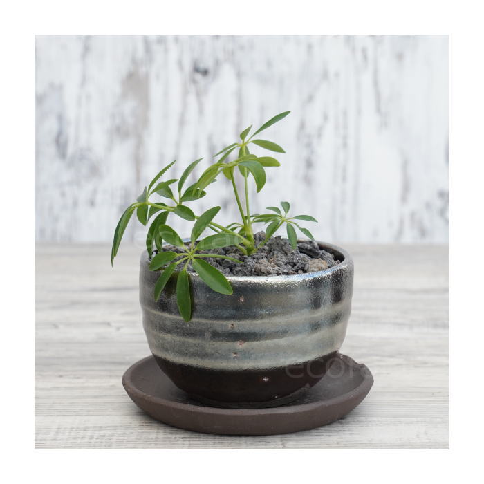陶器鉢 植木鉢 小鉢 底穴あり 丸型(フルメタリック)φ10cm 3.5号 受皿付き おしゃれ プランター 多肉植物 園芸鉢 信楽焼 かみ山陶器 エケベリア サンスベリア
