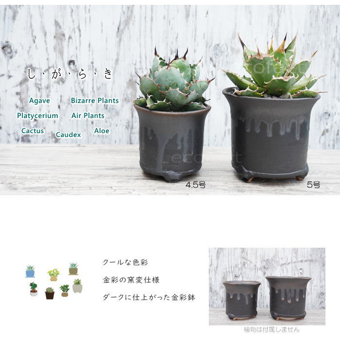陶器鉢 植木鉢 高脚 筒型5号 ダークゴールド 底穴あり おしゃれ プランター 園芸鉢 信楽焼 かみ山陶器 観葉植物 アガベ サボテン ビザールプランツ 塊根植物 コーデックス 多肉植物 ポット