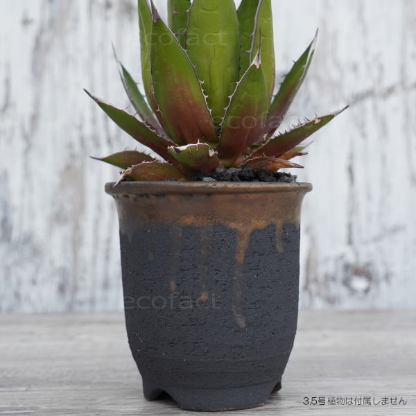 陶器鉢 植木鉢 3.5号 底穴あり 金彩 高鉢 H11cm ブラック ゴールド おしゃれ プランター 園芸鉢 信楽焼 かみ山陶器 観葉植物 アガベ サボテン ビザールプランツ 塊根植物 コーデックス 多肉植物 ポット
