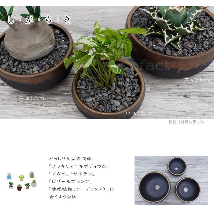 陶器鉢 植木鉢 丸浅(小)φ14cm 底穴あり 金彩 ブラック おしゃれ プランター 園芸鉢 信楽焼 かみ山陶器 観葉植物 アガベ サボテン ビザールプランツ 塊根植物 コーデックス 多肉植物 ポット