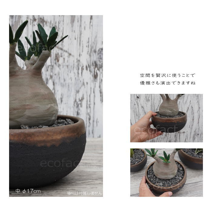 陶器鉢 植木鉢 丸浅(中)φ17cm 底穴あり 金彩 ブラック おしゃれ プランター 園芸鉢 信楽焼 かみ山陶器 観葉植物 アガベ サボテン ビザールプランツ 塊根植物 コーデックス 多肉植物 ポット