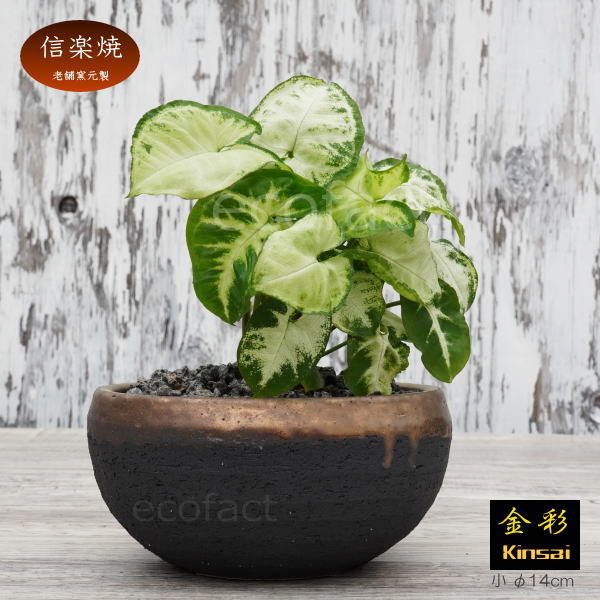 陶器鉢 植木鉢 丸浅(小)φ14cm 底穴あり 金彩 ブラック おしゃれ プランター 園芸鉢 信楽焼 かみ山陶器 観葉植物 アガベ サボテン ビザールプランツ 塊根植物 コーデックス 多肉植物 ポット