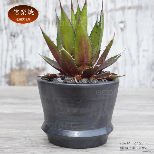 陶器鉢 植木鉢 φ12cm リム型グレイM 底穴あり おしゃれ プランター 園芸鉢 信楽焼 かみ山陶器 観葉植物 アガベ サボテン ビザールプランツ 塊根植物 コーデックス 多肉植物 ポット