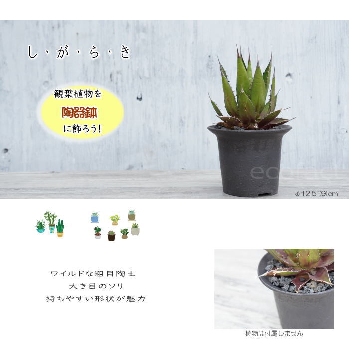 陶器鉢 植木鉢 黒釉ツバ広S φ12cm ブラック おしゃれ プランター 園芸鉢 信楽焼 かみ山陶器 観葉植物 アガベ サボテン ビザールプランツ 塊根植物 コーデックス 多肉植物 ポット