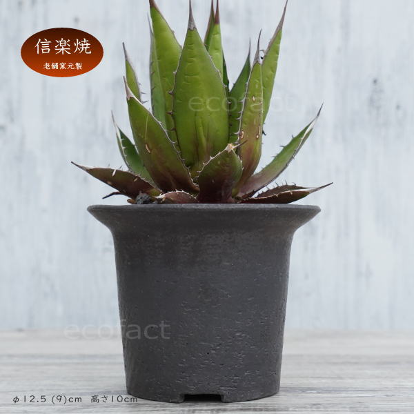陶器鉢 植木鉢 黒釉ツバ広S φ12cm ブラック おしゃれ プランター 園芸鉢 信楽焼 かみ山陶器 観葉植物 アガベ サボテン ビザールプランツ 塊根植物 コーデックス 多肉植物 ポット