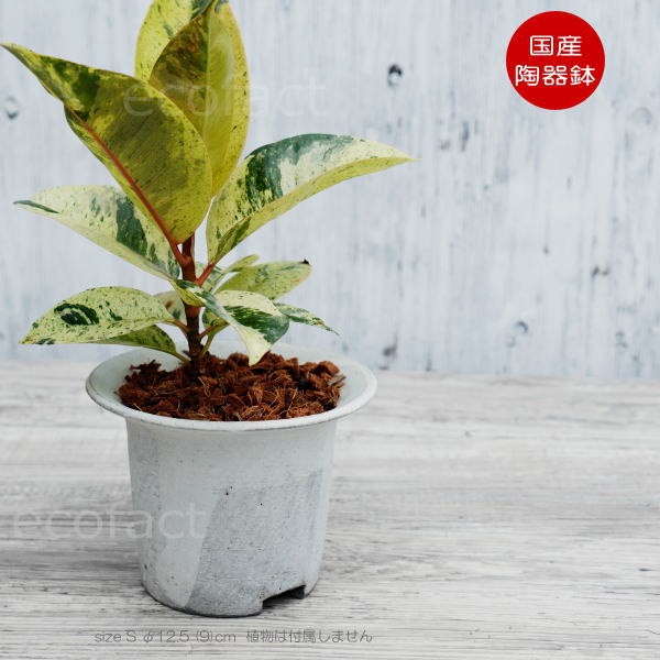 陶器鉢 植木鉢 白つばS φ12.5 (9) cm 底穴ありホワイト 白 おしゃれ プランター 園芸鉢 信楽焼 かみ山陶器 観葉植物 アガベ サボテン ビザールプランツ 塊根植物 コーデックス 多肉植物 ポット
