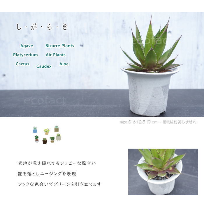 陶器鉢 植木鉢 白つばS φ12.5 (9) cm 底穴ありホワイト 白 おしゃれ プランター 園芸鉢 信楽焼 かみ山陶器 観葉植物 アガベ サボテン ビザールプランツ 塊根植物 コーデックス 多肉植物 ポット