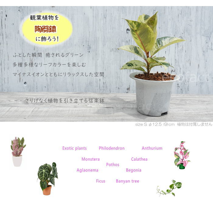 陶器鉢 植木鉢 白つばS φ12.5 (9) cm 底穴ありホワイト 白 おしゃれ プランター 園芸鉢 信楽焼 かみ山陶器 観葉植物 アガベ サボテン ビザールプランツ 塊根植物 コーデックス 多肉植物 ポット