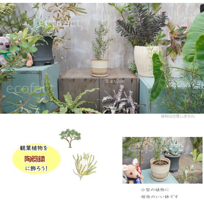植木鉢 おしゃれ 陶器鉢 フラワーポット ミニポット 底穴あり Streak S アイボリー φ12cm プランター 園芸鉢 観葉植物 オージープランツ