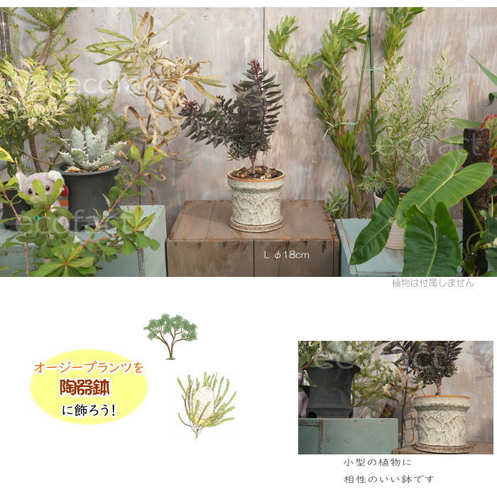 植木鉢 おしゃれ 陶器鉢 フラワーポット ミニポット 底穴あり Grit L アイボリー φ18cm プランター 園芸鉢 観葉植物 オージープランツ