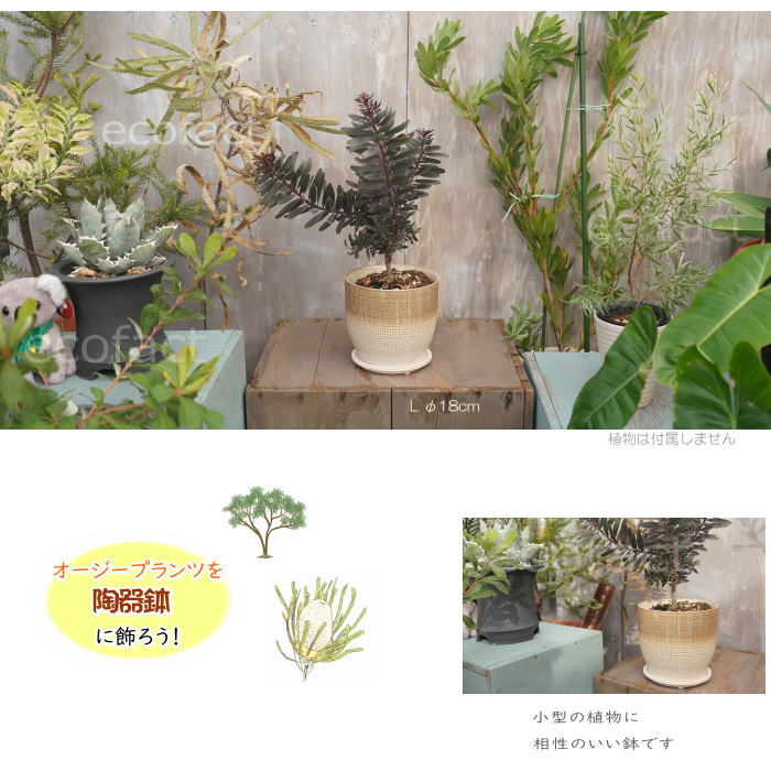 植木鉢 おしゃれ 陶器鉢 フラワーポット ミニポット 底穴あり Lattice L グレイ φ18cm プランター 園芸鉢 観葉植物 オージープランツ