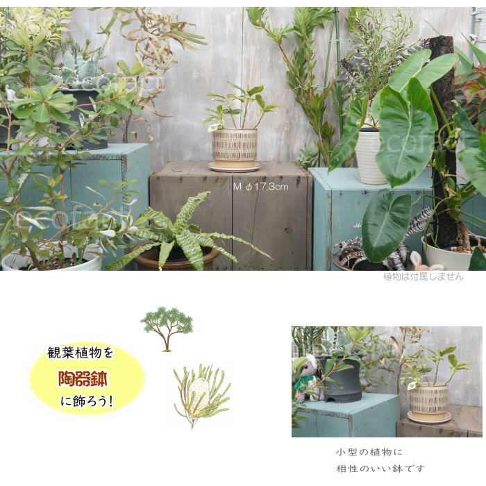 植木鉢 おしゃれ 陶器鉢 フラワーポット ミニポット 底穴あり Draw M φ17.3cm プランター 園芸鉢 観葉植物 オージープランツ