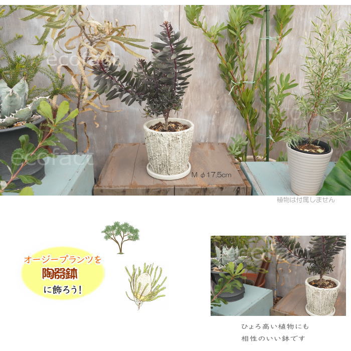 植木鉢 おしゃれ セメント鉢 フラワーポット ミニポット 底穴あり メルティポットM φ17.5cm プランター 園芸鉢 観葉植物 オージープランツ