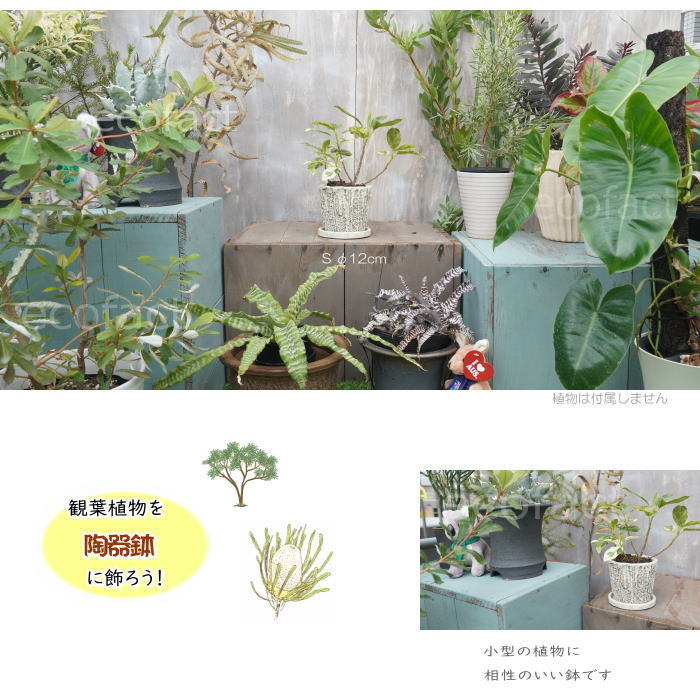 植木鉢 おしゃれ セメント鉢 フラワーポット ミニポット 底穴あり メルティポットS φ12cm プランター 園芸鉢 観葉植物 オージープランツ